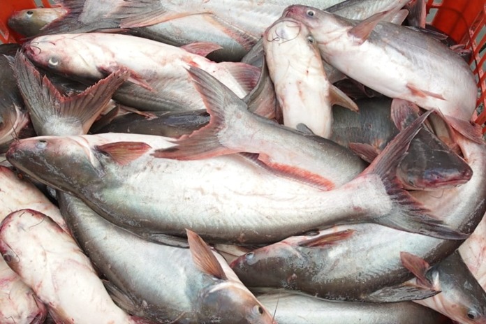 Ikan Patin, Omnivora yang Sering Dijadikan Hidangan Lezat