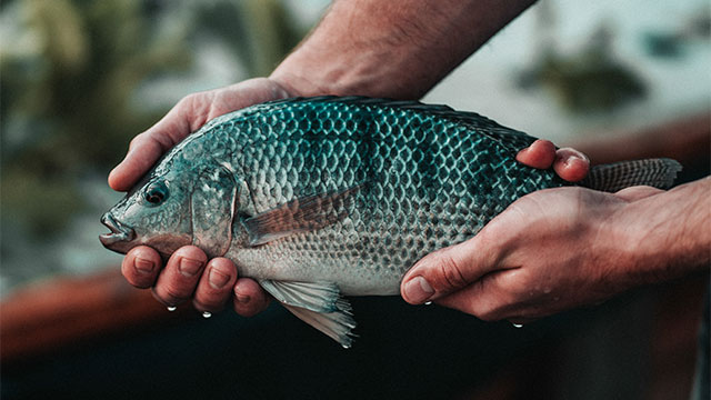 Menggenjot Produktivitas Ikan Nila Dengan Sistem RAS