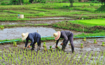 Kriteria Padi yang Cocok Ditanam Dalam Sistem Minapadi