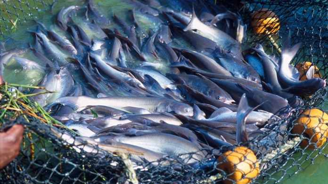 Perbedaan ikan patin lokal dan impor