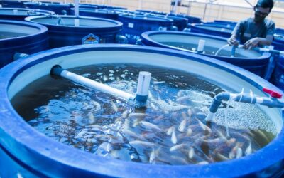 Teknologi Recirculating Aquaculture System (RAS) – Cara Baru Meningkatkan Kualitas Budidaya Ikan di Indonesia