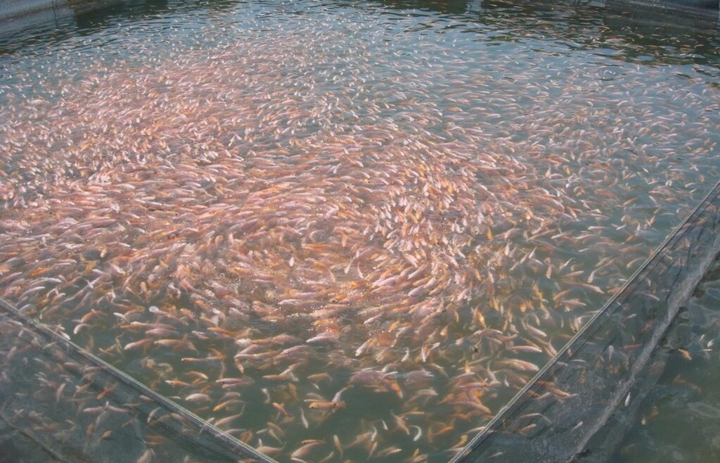 Pendederan Ikan Nila dengan Sistem Mina Padi