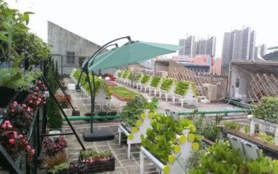 Kebun Hidroponik di Atas Gedung: Solusi Urban Farming di Kota Besar